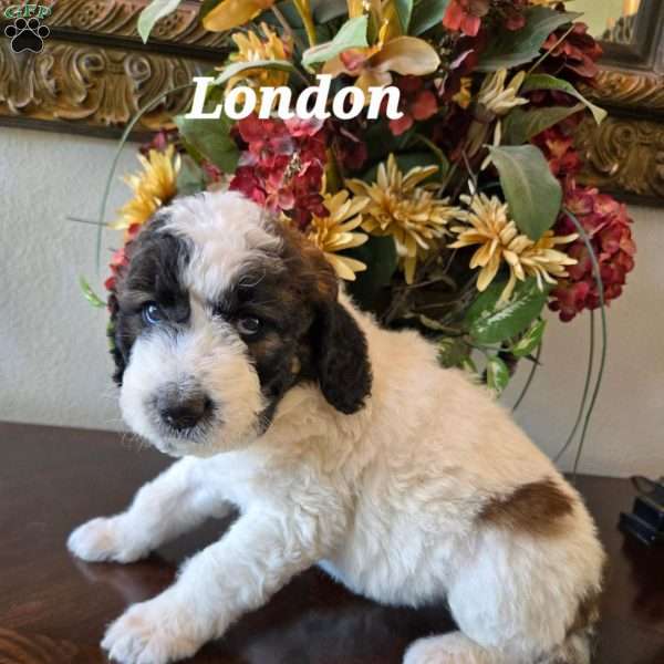 London, Saint Berdoodle Puppy
